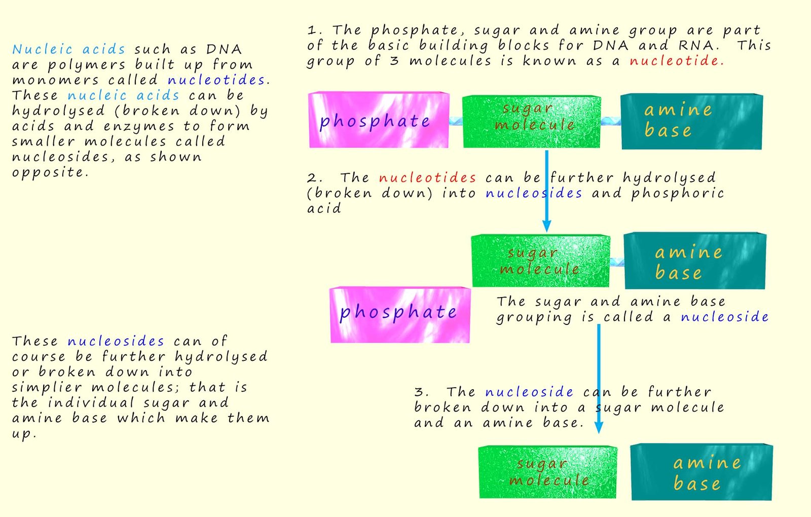 Model showing an outline of the dna structure.